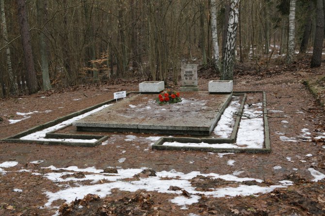 019_Szpegawski Forest.jpg