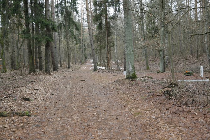 021_Szpegawski Forest.jpg